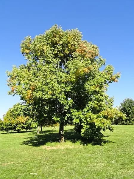 White ash growing at the University of Kentucky Arboretum