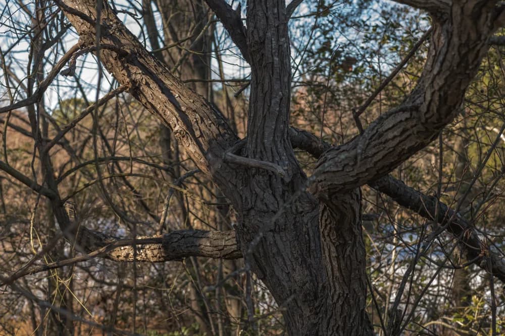 Dark furrowed bark on a black willow trunk