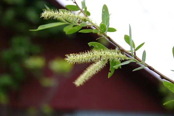 Black willow male catkins along a twig