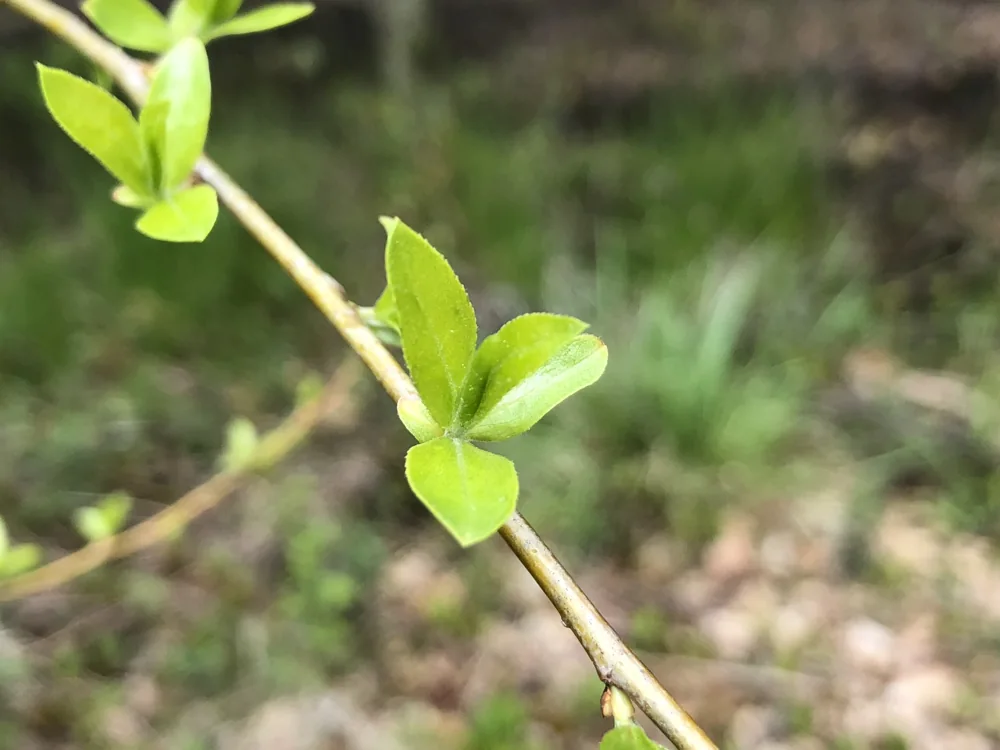 Narrow young black willow leaves unfolding in spring
