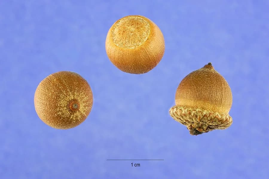 Quercus phellos. Acorns — willow oak