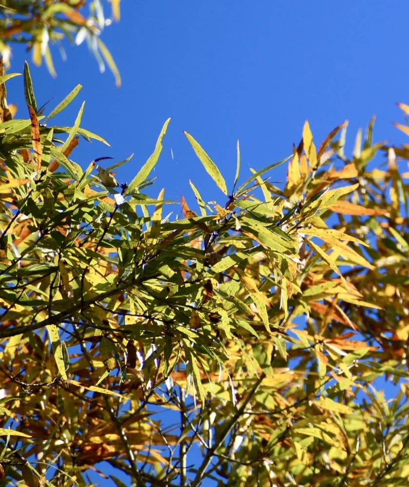 Quercus phellos - Fall - Wake Co., NC — willow oak