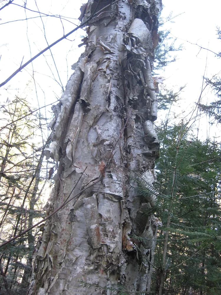 Yellow birch bark showing thin curling strips