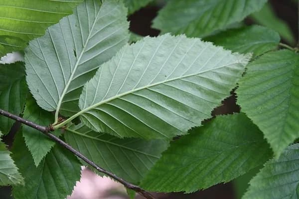 Yellow birch leaves showing pointed tips and toothed margins