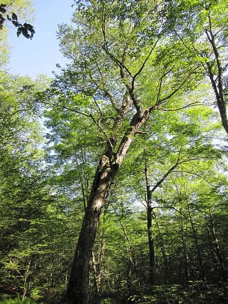 Yellow birch trunk and crown in its surroundings